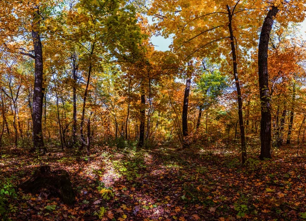 Podzimní listnatý les, jasný slunečný den — Stock fotografie