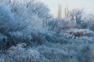 bir soğuk kış sabahı hoarfrost