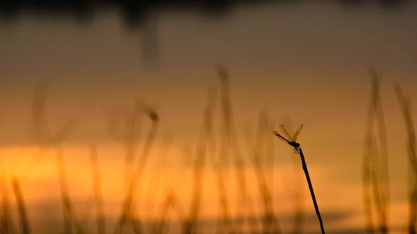 Une Silhouette Libellule Tenant Sur Une Branche Silhouette Avec Fond — Photo