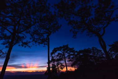 Tayland 'ın Phu Kra Dueng Ulusal Parkı' nda siluet ağaçlarıyla panoramik alacakaranlık gökyüzü