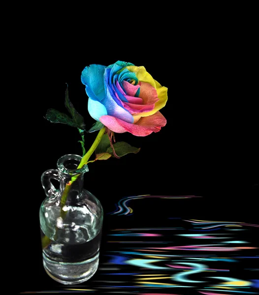 Rainbow rose in old bottle — Stock Photo, Image