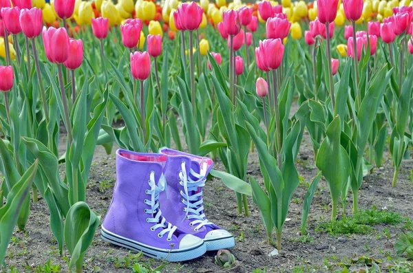 Purple sneakers in tulip garden — Stock Photo, Image