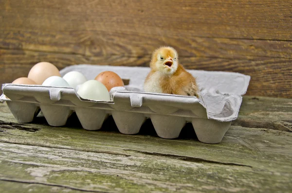 Baby chick and fresh eggs in carton — Stock Photo, Image