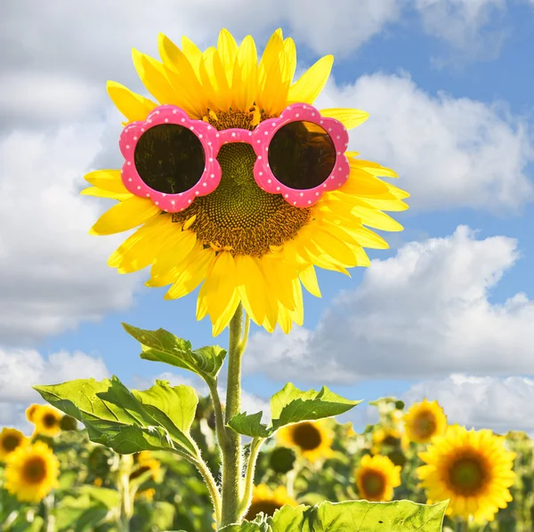 Girassol usando óculos de sol rosa — Fotografia de Stock