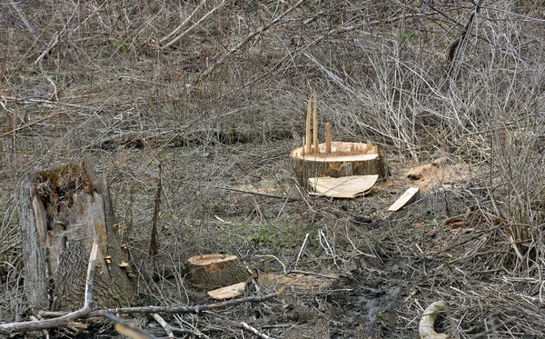 Árvores cortadas em terrenos baldios — Fotografia de Stock