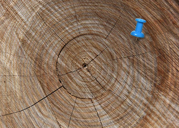 Enine ağacında mavi raptiye — Stok fotoğraf
