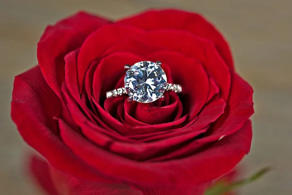 Diamond ring in red rose — Stock Photo, Image