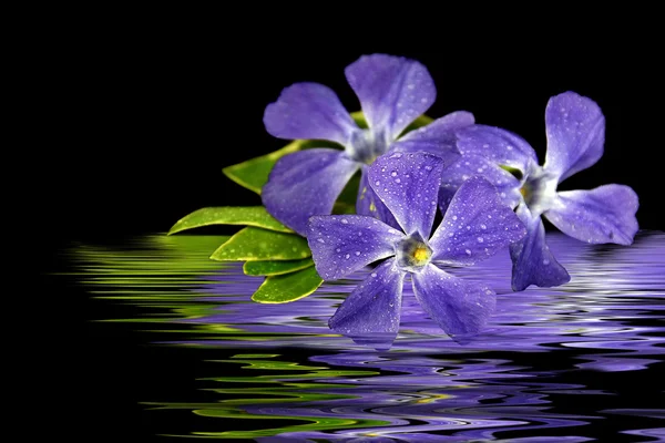 Paarse myrtle bloem water reflectie — Stockfoto