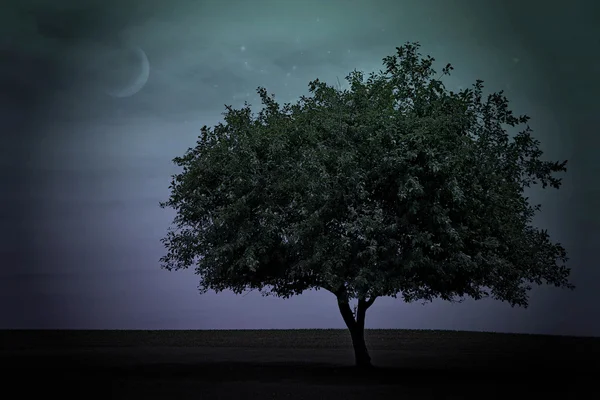 Árvore com lua e estrelas — Fotografia de Stock