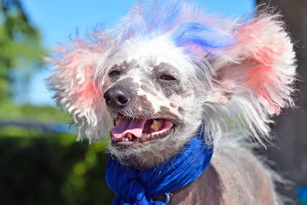 Patriottico cinese Crested Hairless cane — Foto Stock