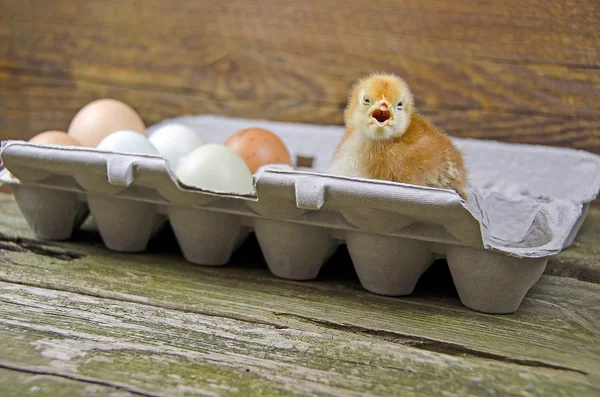 Polluelo bebé y huevos en cartón — Foto de Stock