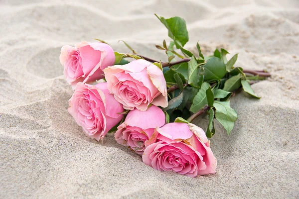 Pink roses in sand — Stock Photo, Image