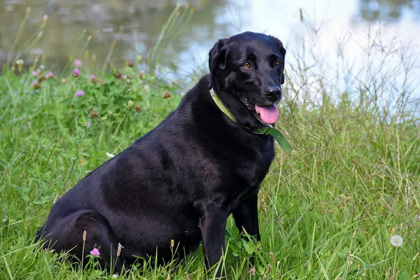 Zwarte Labrador retriever door vijver — Stockfoto