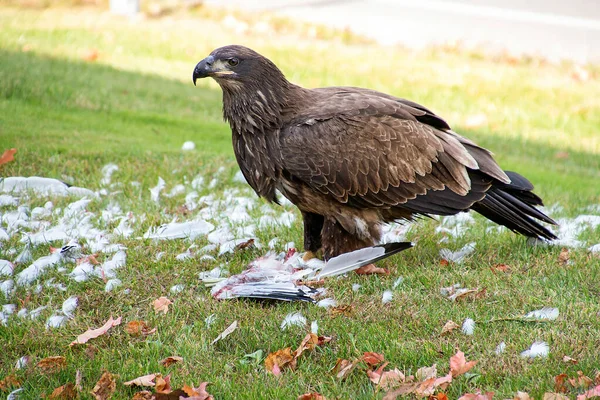 Unreife Weißkopfseeadler Fressen Eine Möwe Auf Grünem Gras — Stockfoto