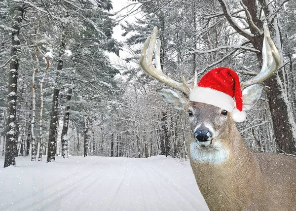 Ciervo Grande Con Sombrero Santa Claus Bosques Invierno Copos Nieve — Foto de Stock