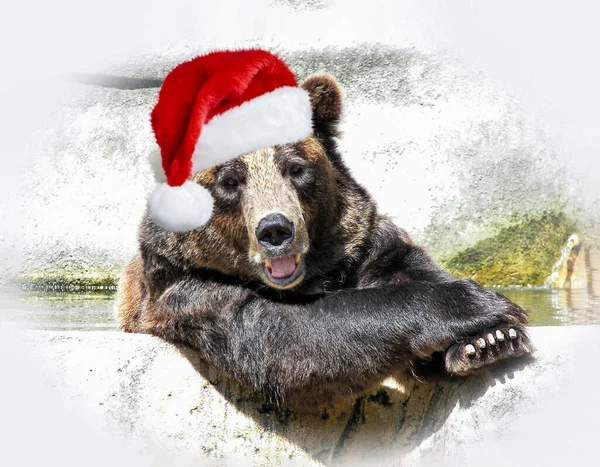 Orso Sorridente Indossa Cappello Rosso Bianco Babbo Natale — Foto Stock