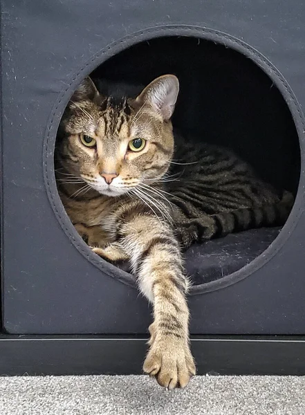 Tomcat Tabby Gris Dans Une Boîte Cabine Gris Foncé — Photo