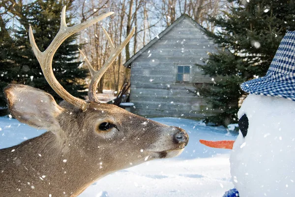 Veado Grande Fanfarrão Pronto Para Pegar Nariz Cenoura Boneco Neve — Fotografia de Stock