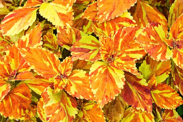 Canlı Turuncu Sarı Koleus Bitkilerinin Yapraklarını Kapatın — Stok fotoğraf