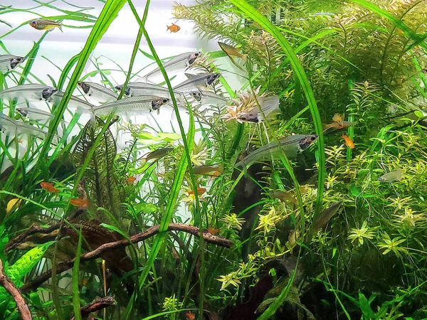 Glasfisk Med Gröna Växter Ett Akvarium — Stockfoto