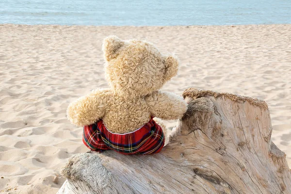 Achteraanzicht Van Een Teddybeer Tartan Geruite Broek Zittend Strand Drijfhout — Stockfoto