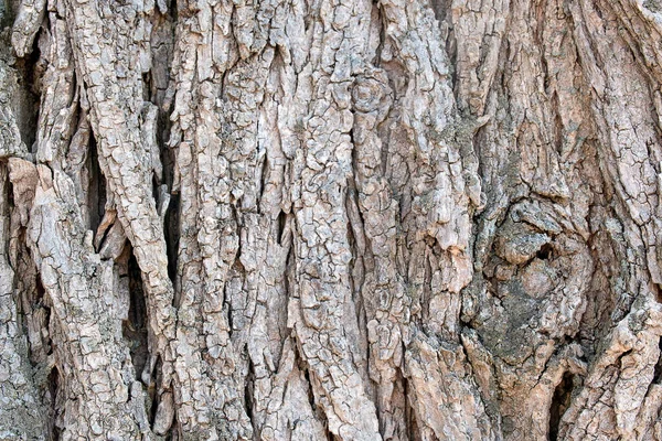 Close Rough Weathered Tree Bark — Stock Photo, Image