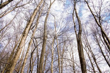 Bahar ormanlarında gökyüzü arka planı olan ağaçlarda yaprak yok.
