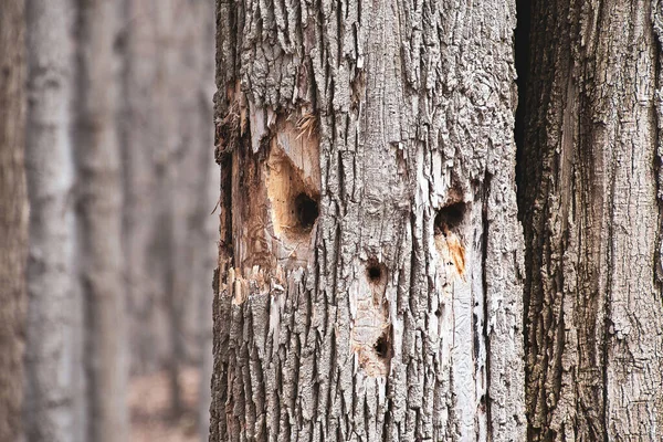 Faccia Fori Picchio Modello Nel Tronco Albero — Foto Stock