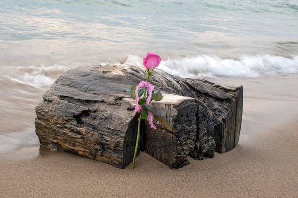 Růžová Růže Načechranou Ginghamovou Stuhou Opírající Mokré Naplavené Dřevo Písku — Stock fotografie