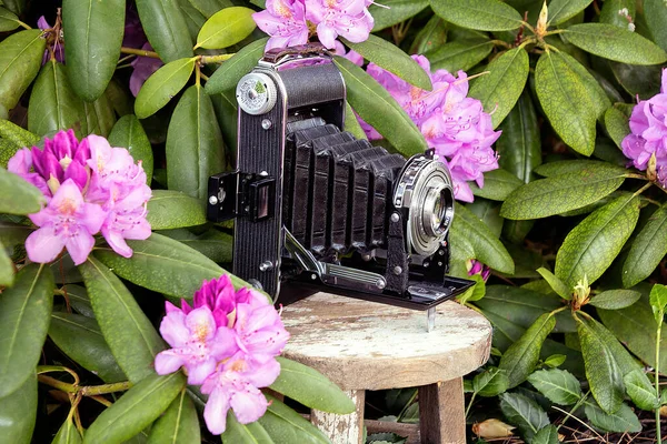 Vintage Blasebalg Kamera Auf Holzhocker Rhododendron Garten — Stockfoto