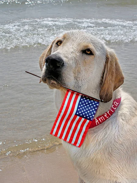 Labrador Retriever Giallo Una Spiaggia Con Bandiera Americana — Foto Stock