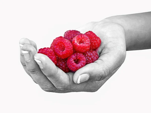 Meisjes Hand Houden Rijpe Frambozen Selectieve Kleur Effect Geïsoleerd Wit — Stockfoto