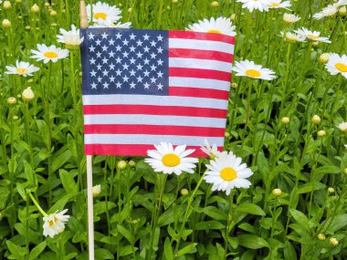 Papatya bahçesindeki Amerikan bayrağına yakın.