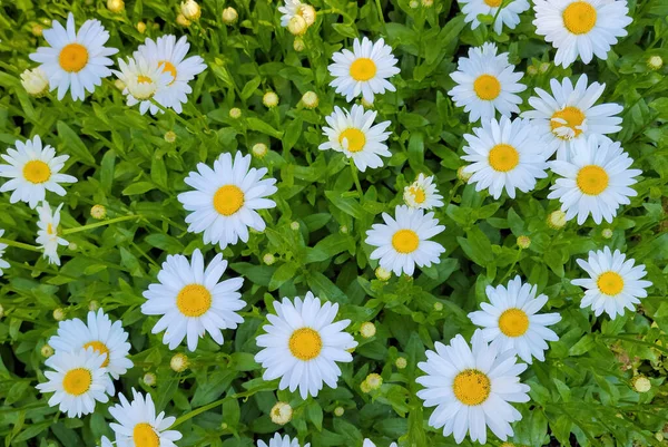 Margaridas Brancas Crescendo Jardim Verão — Fotografia de Stock