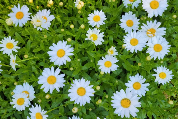 Witte Madeliefjes Groeien Zomertuin — Stockfoto