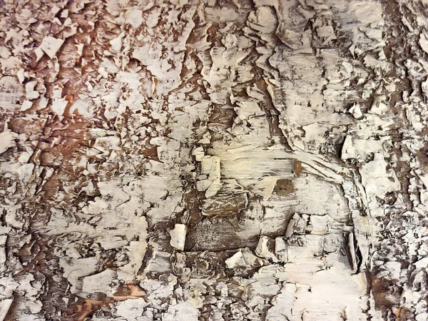 古い白樺の木の樹皮の閉鎖 — ストック写真