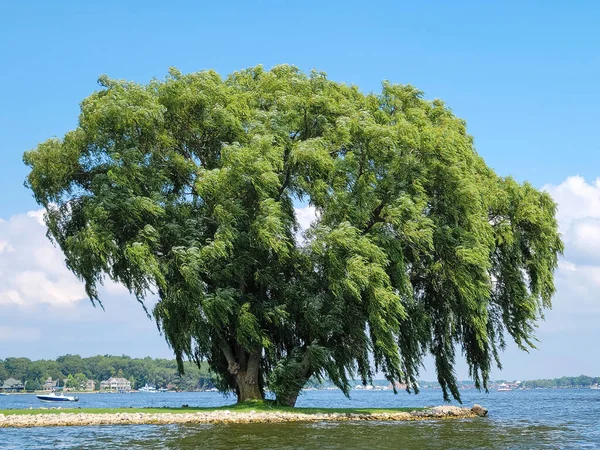 Vecchio Salice Sulla Penisola Lacustre Del Michigan — Foto Stock