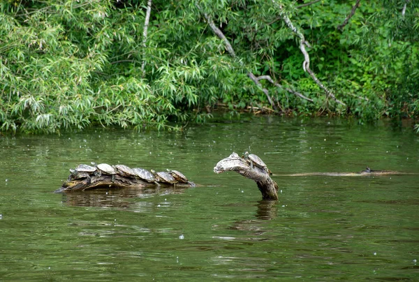 Fila Tortugas Tomando Sol Tronco Río —  Fotos de Stock