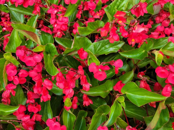 Begonia Rossa Fiori Pianta Verde Giardino — Foto Stock