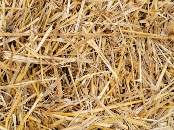 Close Dried Hay Hay Bale — Stock Photo, Image