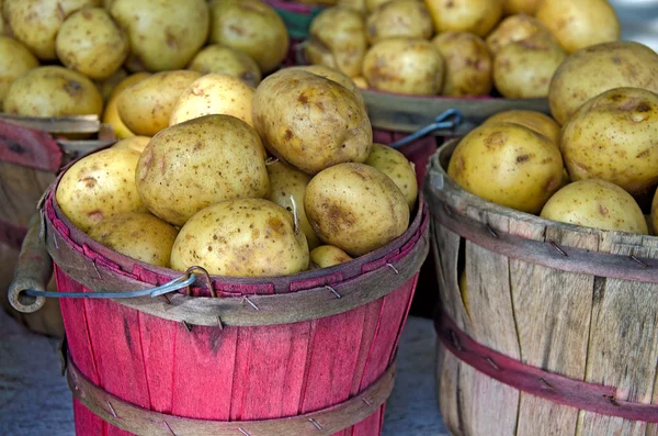 Yukon Gold potatoes — Stock Photo, Image