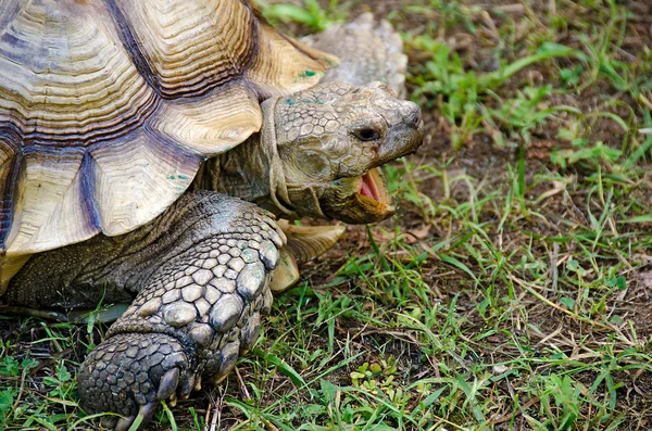 Old tortuise with open mouth — Stock Photo, Image