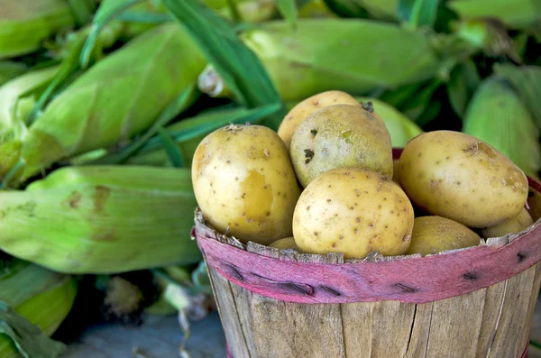 Potatoes in basket with corn — Stock Photo, Image