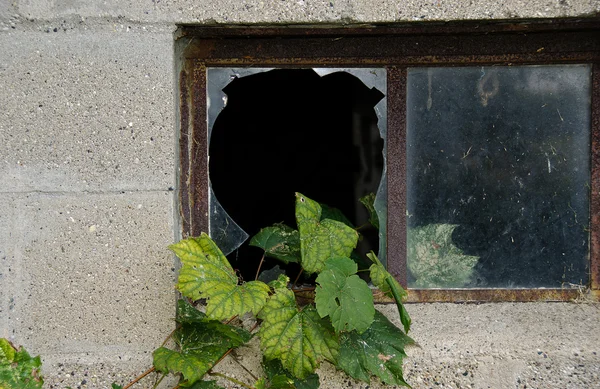 Grape ivy in broken window — Stock Photo, Image