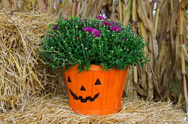 Pumpkin basket with mum plant — Stock Photo, Image