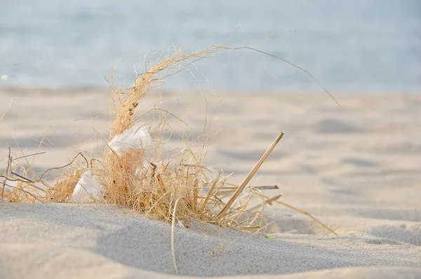 Pluma en hierba seca de playa — Foto de Stock