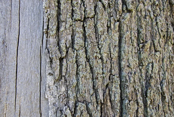 Ağaç gövde dokular — Stok fotoğraf