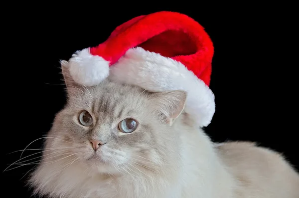Christmas Ragdoll katt — Stockfoto