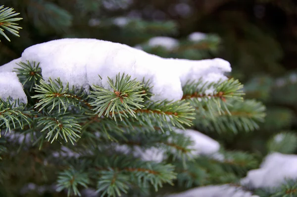 Sneeuw op de blauwe spar — Stockfoto