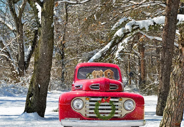 Golden récupérateurs dans le camion de Noël — Photo